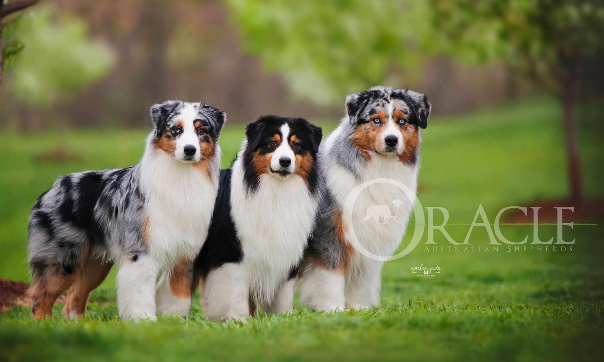 Australian Shepherd Breeders atelieryuwa.ciao.jp