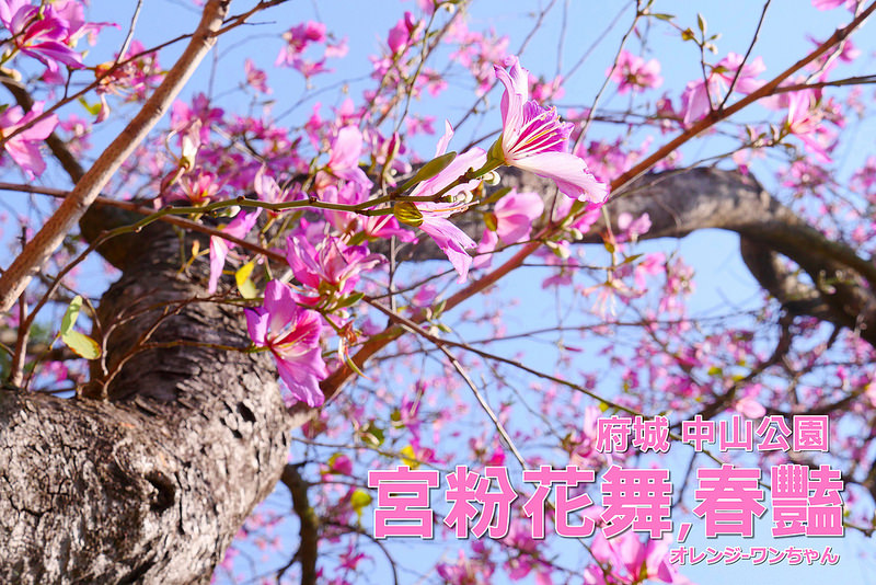 【台南旅遊景點】台南中山公園 宮粉羊蹄甲 公園路 兵工廠│北區：食尚玩家 宮粉花舞羊蹄甲滿開花季來臨！喜歡拍照畫畫的人不要錯過！還有現場導覽復育說明 請注意勿攀折花木及跨越復育圍繩線！(中山公園圖書館前黑輪攤便宜還不錯可以嘗嘗)