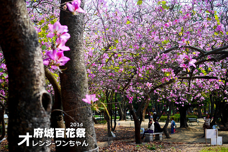 【府城漫步遊記】2014府城百花祭 臺南中山公園│北區：如春櫻般的粉豔羊蹄甲～數大便是浪漫美景！百年老公園的盆栽繽紛大集合XDD