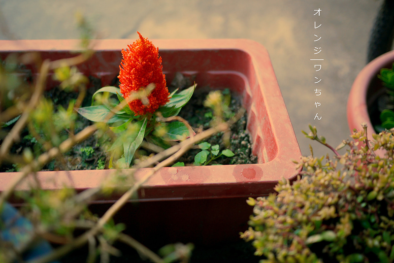 【生活 腳印】隨記-昨日花景。