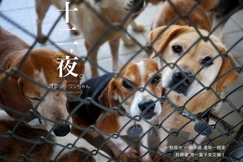 【電影分享】十二夜‧心得│南投流浪動物收容所：勇敢直視殘酷真相~黑暗過後的黎明重生(有微雷劇情)