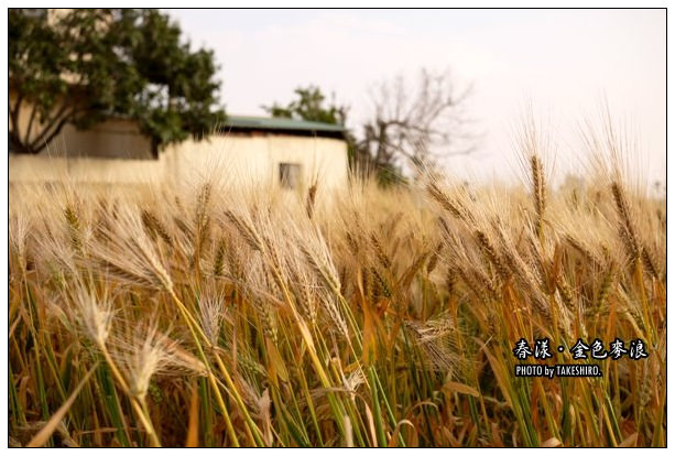 【台中散策遊記】春漾三月：金色麥香