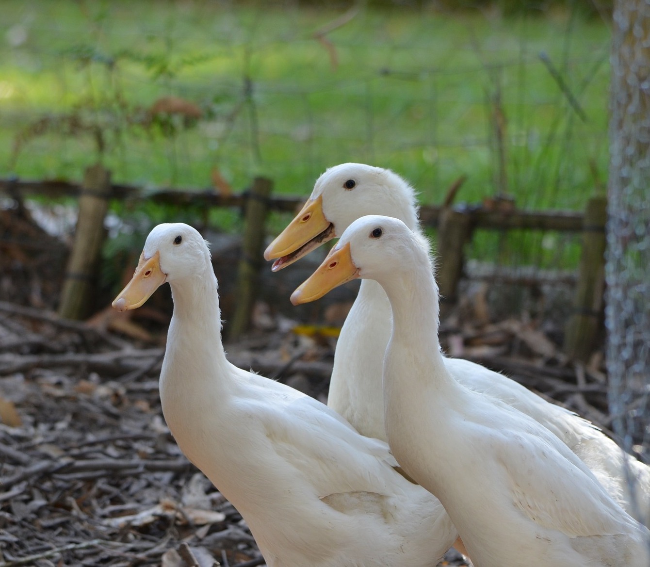 NC Local Flavors Duck N.C. Cooperative Extension