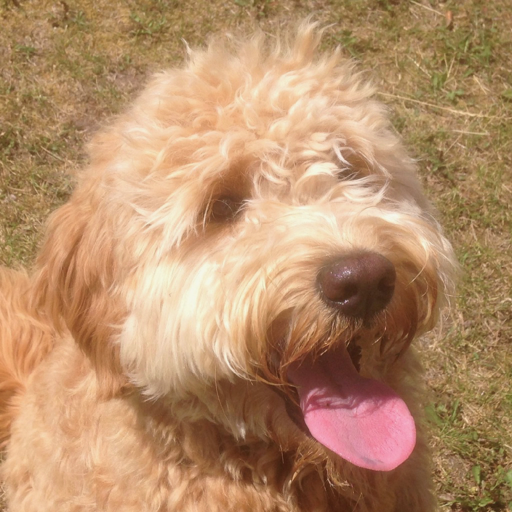 labradoodle wachtlijst 2023 open Geplande Nesten Australian Labradoodles - Orange Aussie Dogsorange Aussie Dogs