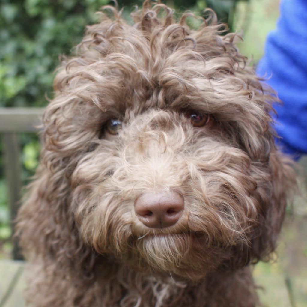 labradoodle wachtlijst 2023 open Geplande Nesten Australian Labradoodles - Orange Aussie Dogsorange Aussie Dogs