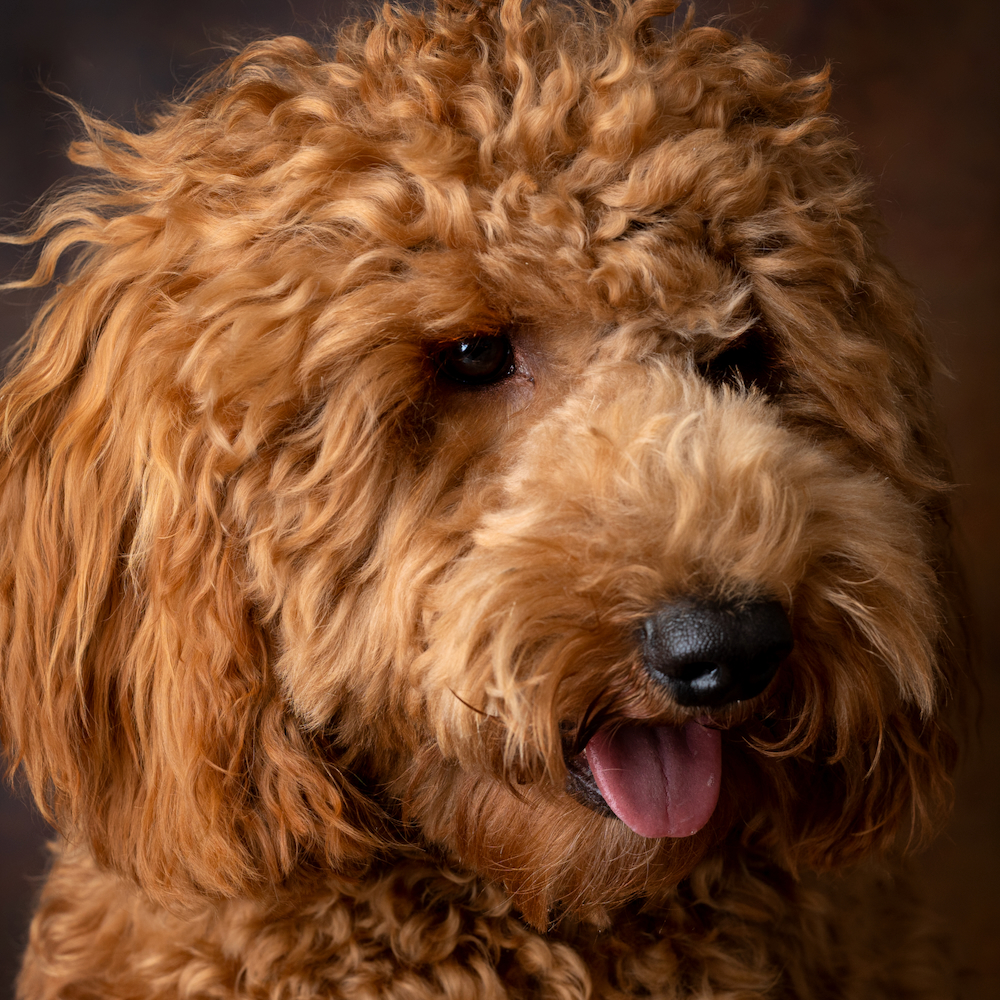 labradoodle wachtlijst 2023 open Geplande Nesten Australian Labradoodles - Orange Aussie Dogsorange Aussie Dogs