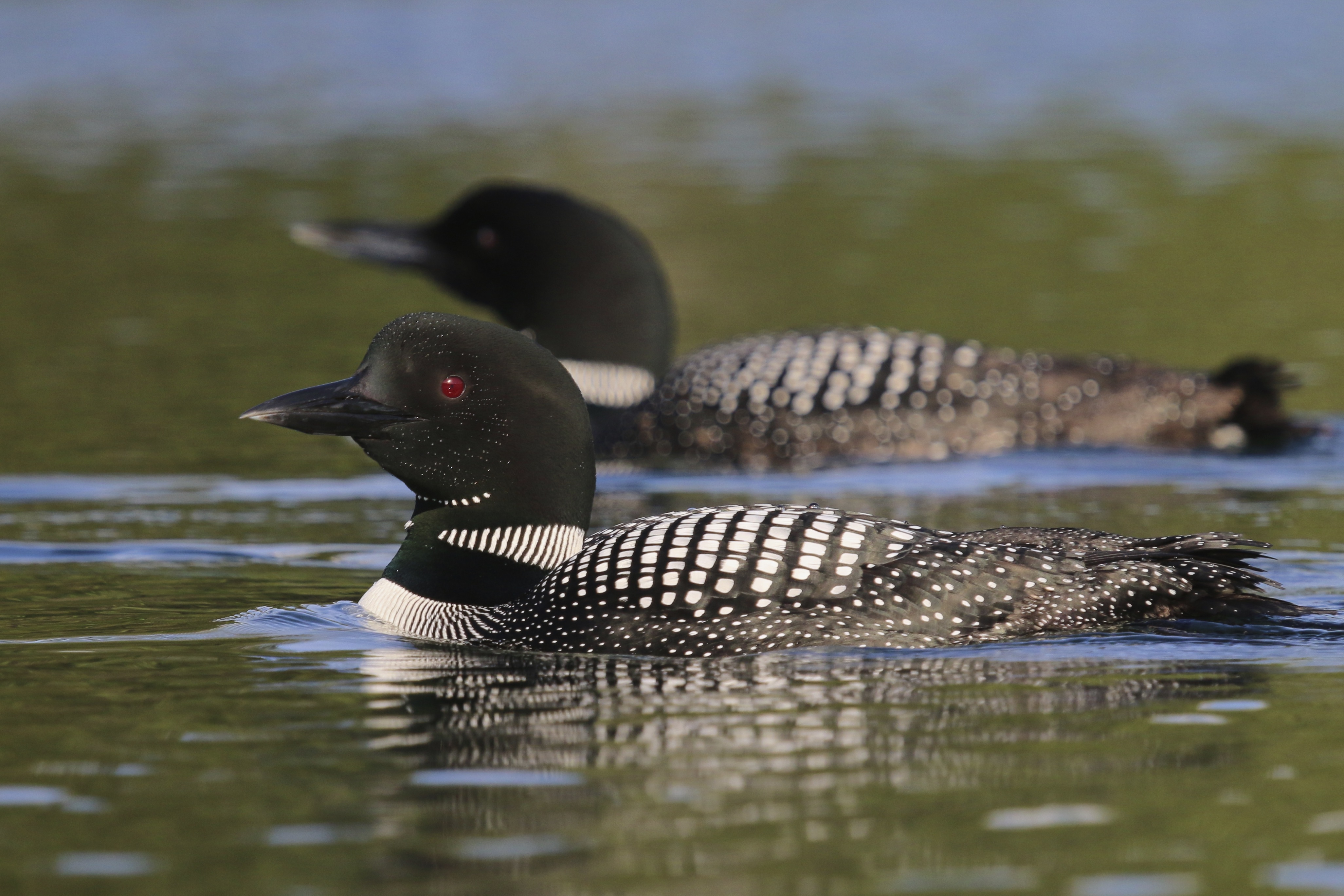 Photographing Common Loons in the Adirondacks Orange Birding