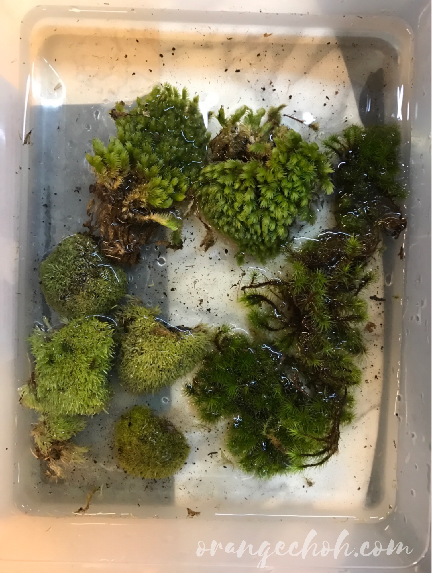 How to Plant Your Terrariums Malaysia Food & Travel