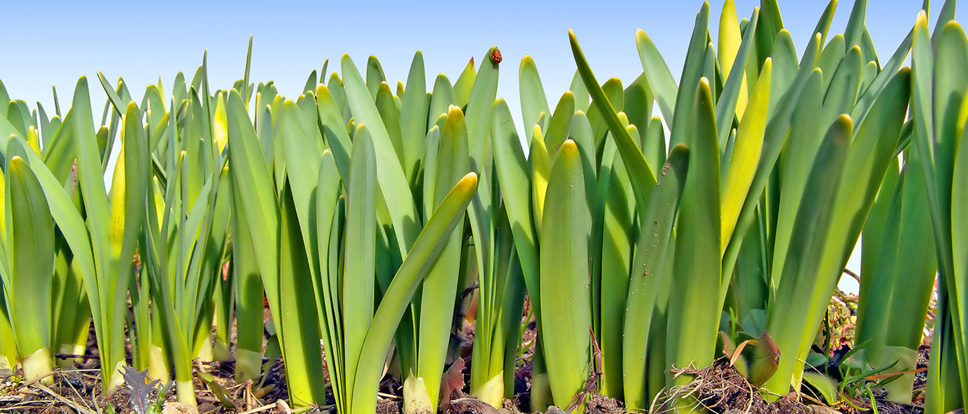 Orange City to orange city, iowa