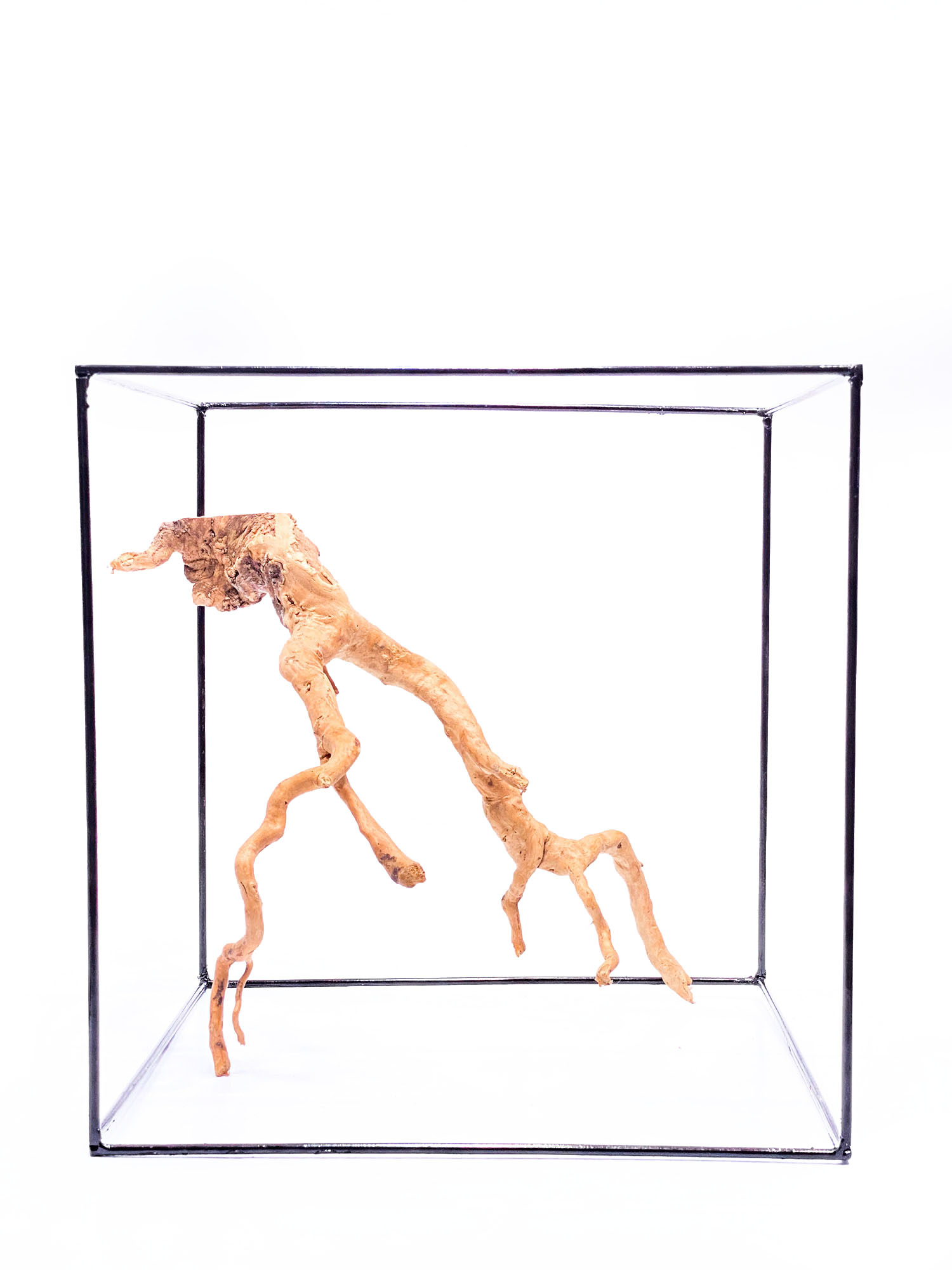 Aquarium / terrarium wood Red moor Medium OrangeFrog.store