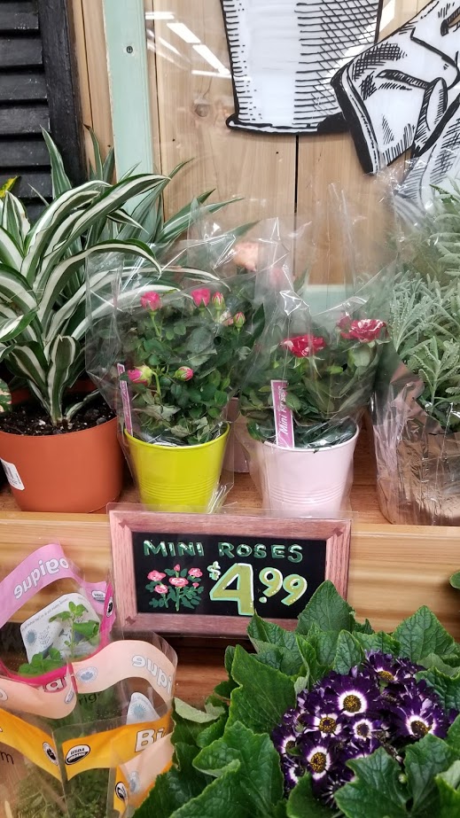 Flowers Trader Joe's Price / Writing Straight from the Heart A New