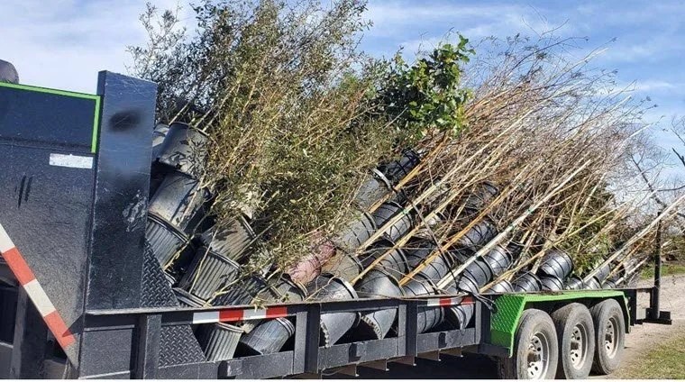 Keep Orange County Beautiful Receives Canopy Trees Orange Worthy