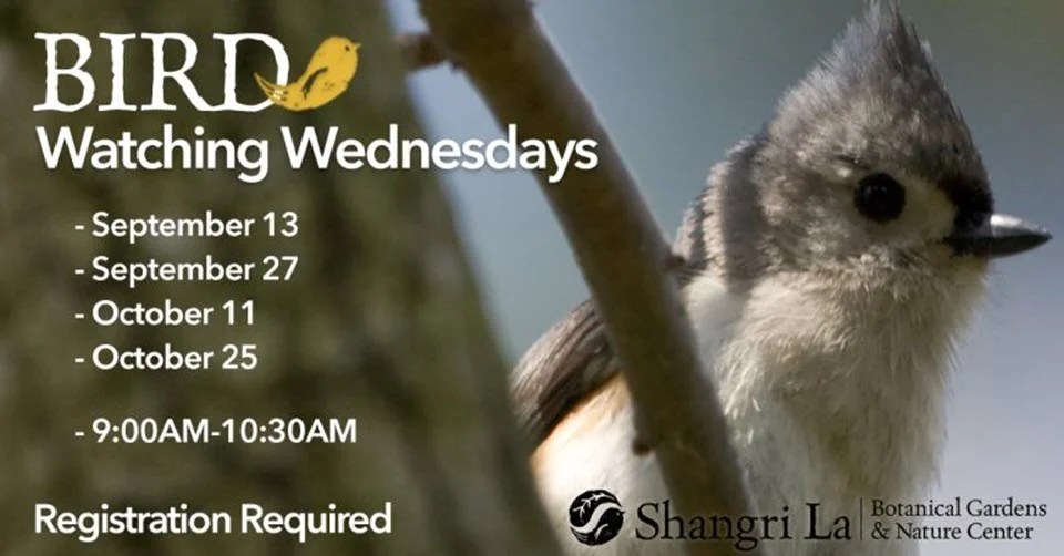 Bird Watching Wednesdays Resume at Shangri La Orange Worthy