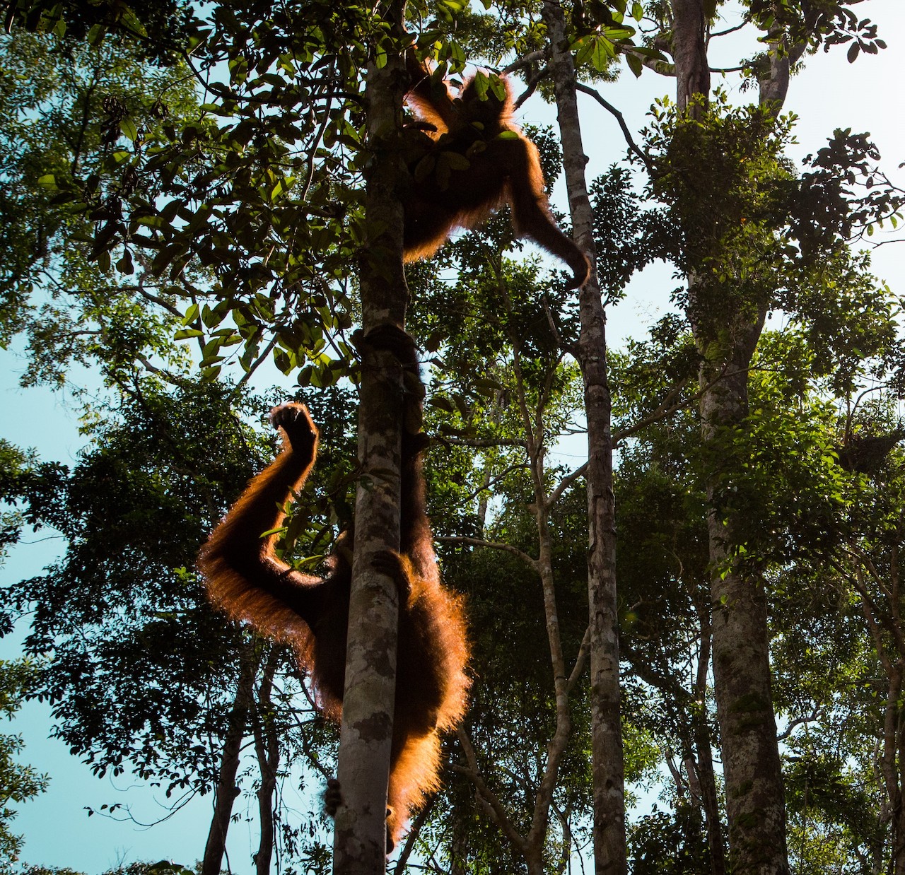 Virtual Gift Land Purchase Orangutan Foundation International Australia