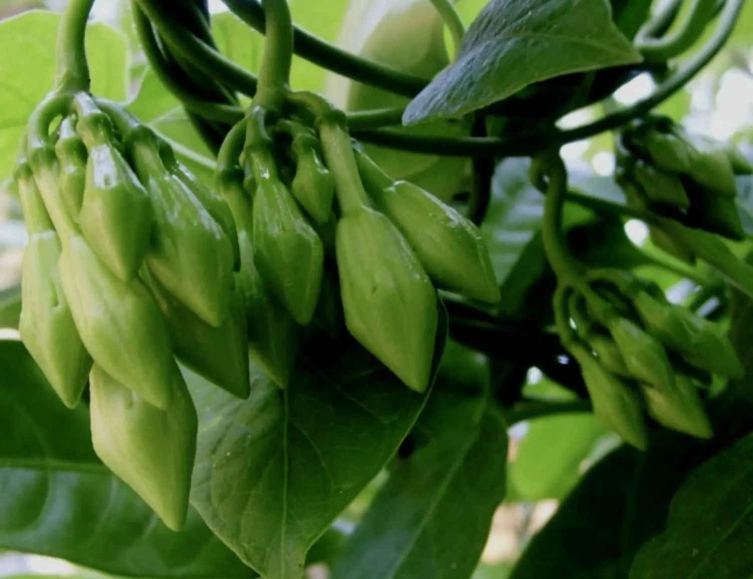 The key to cultivating loroco? According to one family of growers, it's