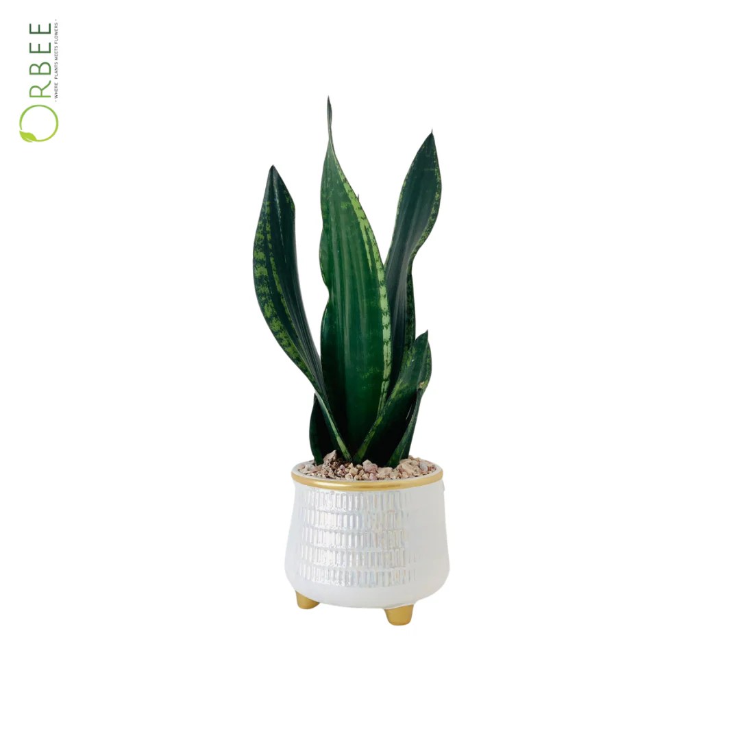 Snake Plant in Ceramic pot orbeeflowers