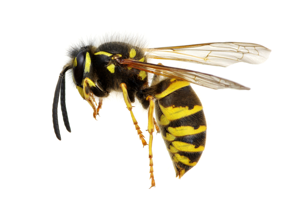 Wasp Control Melbourne Experts Wasp Nest Removal