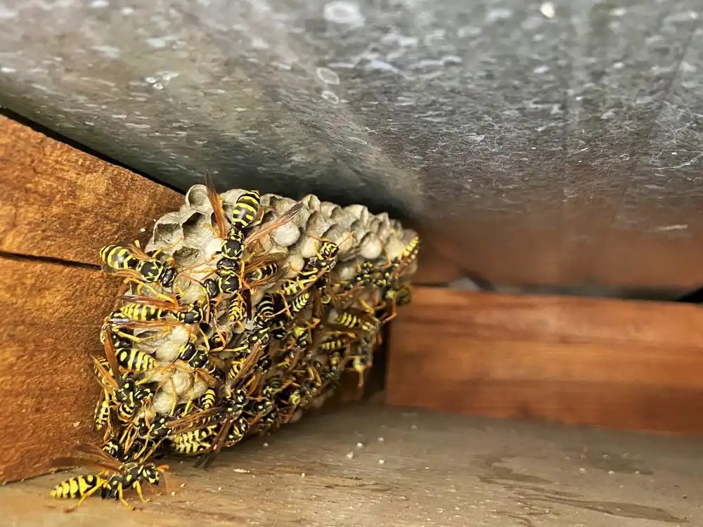 Wasp Control Melbourne Experts Wasp Nest Removal