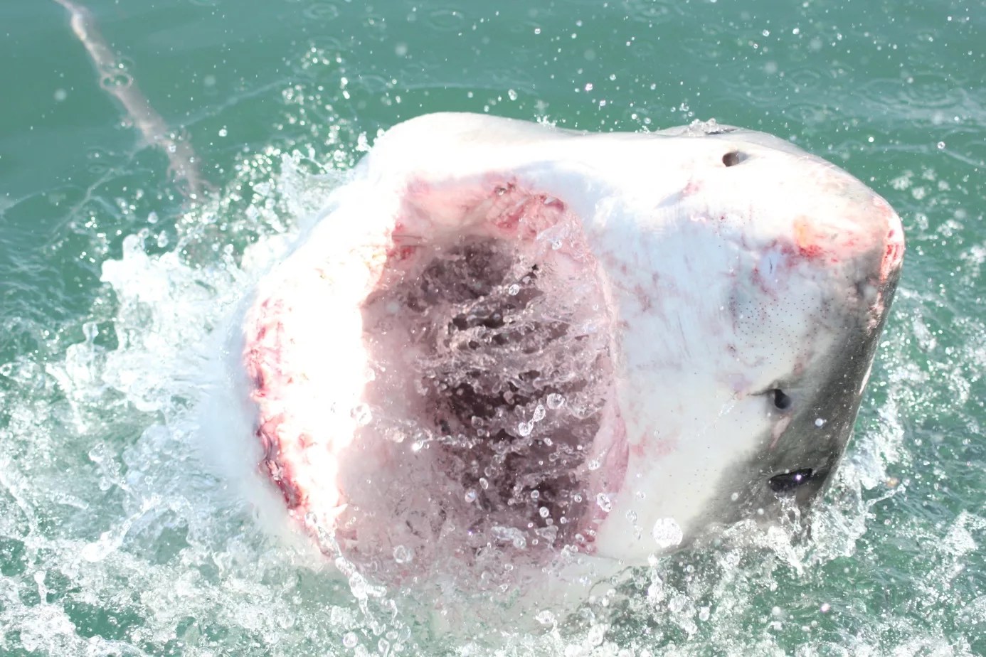 Magic moment of the week White shark diving in Mossel bay ORCA