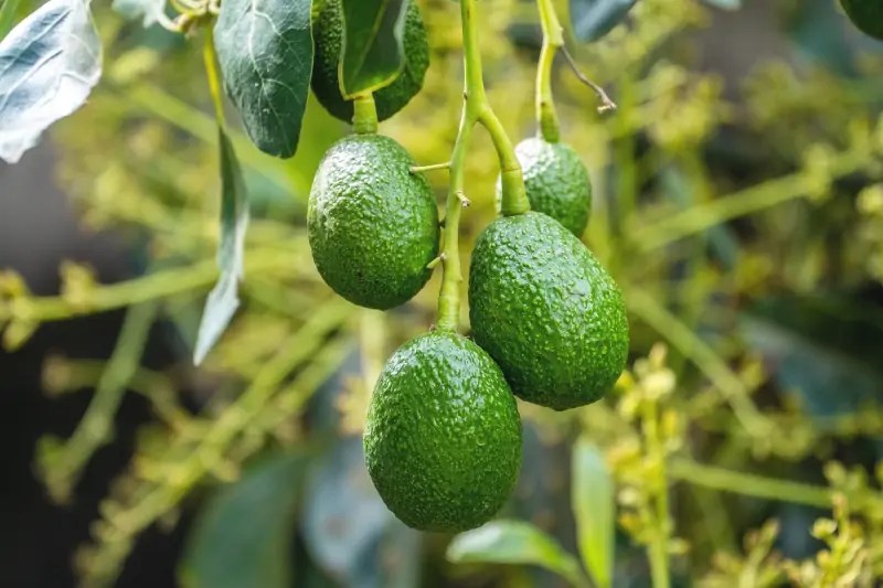 Dwarf Avocado Trees Orchard Culture
