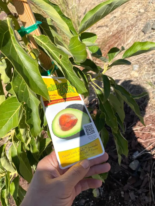 Dwarf Avocado Trees Orchard Culture