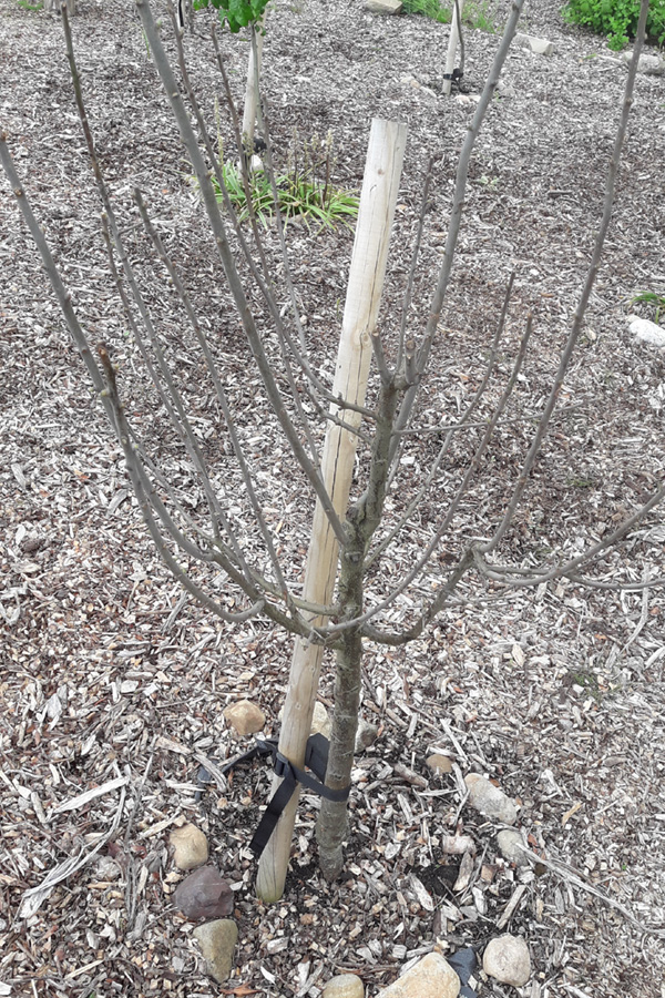 Pr2 Damson 'Shropshire Prune' Orchard Notes