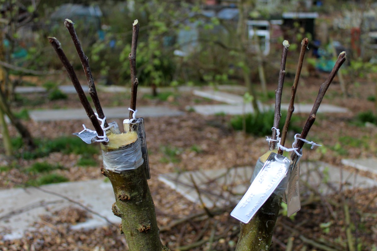 How To TopGraft a 'Family' Apple Tree Orchard Notes