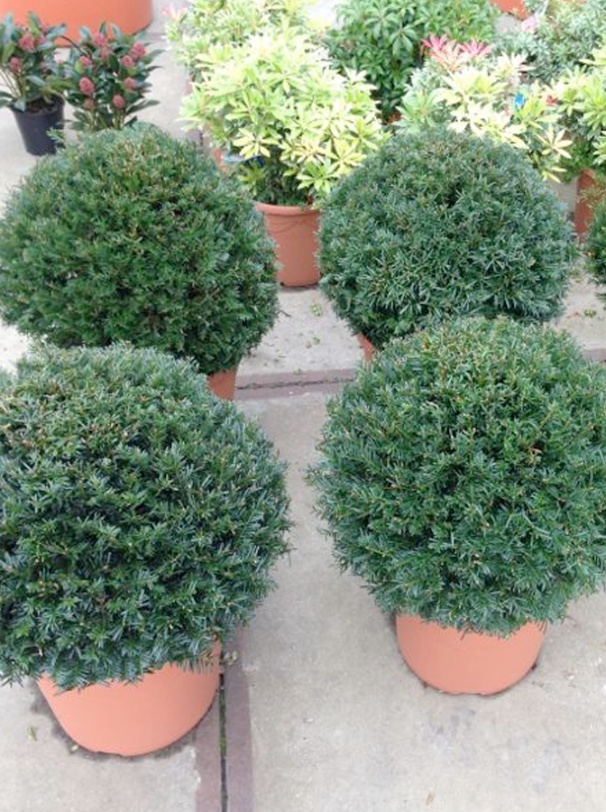 Yew Balls Orchard Nurseries