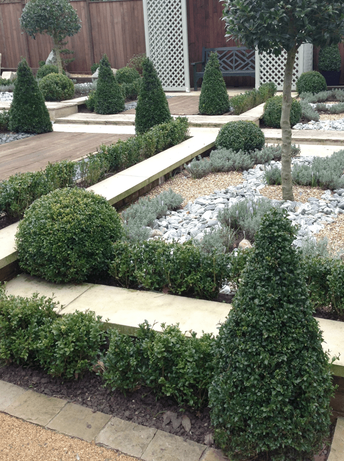 Box Hedging Orchard Nurseries