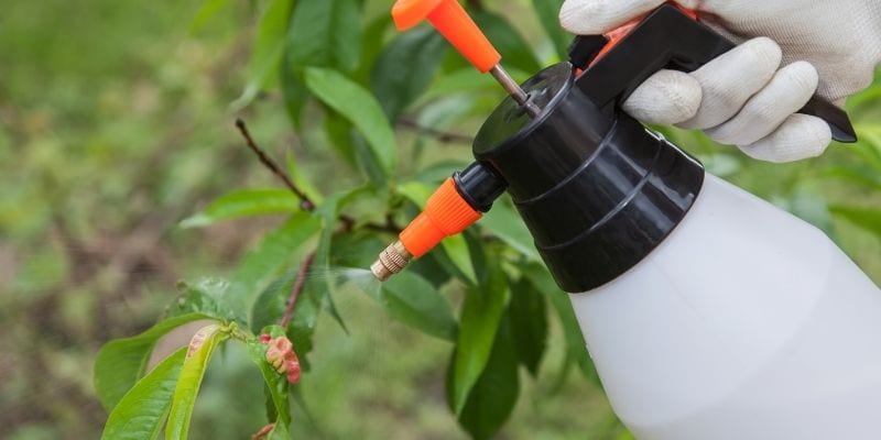 How to energize fruit trees with homemade foliar sprays
