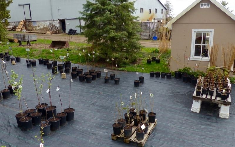 Where to buy fruit trees? Opt for a specialist fruit tree nursery near you!