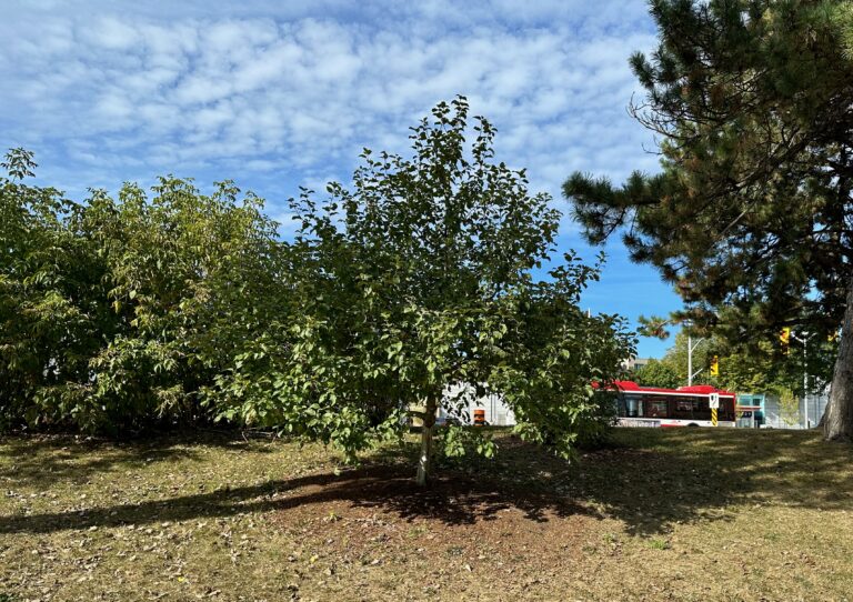 How much water do fruit trees need? And when to stop watering them?