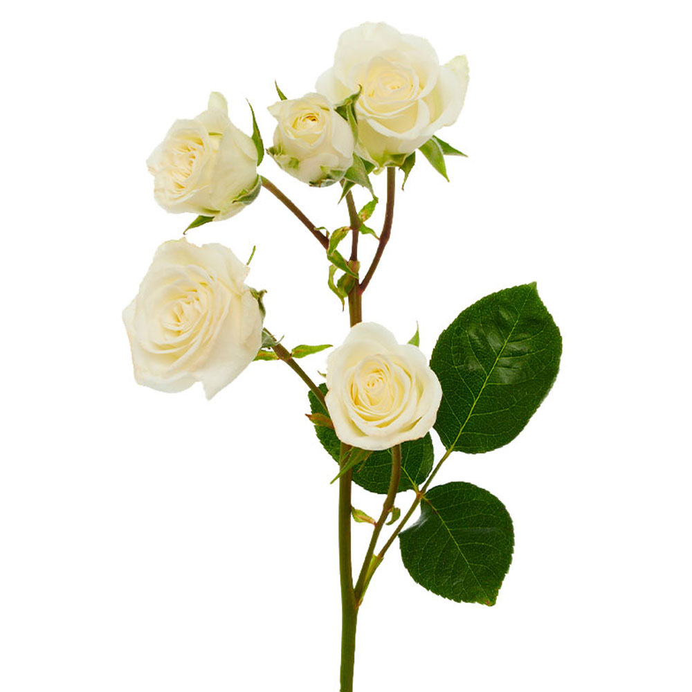 Spray Roses Orchard Picks Limited