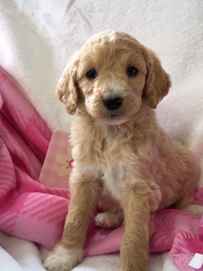 Goldendoodles & Poodles Orchard Pups Orchard Pups