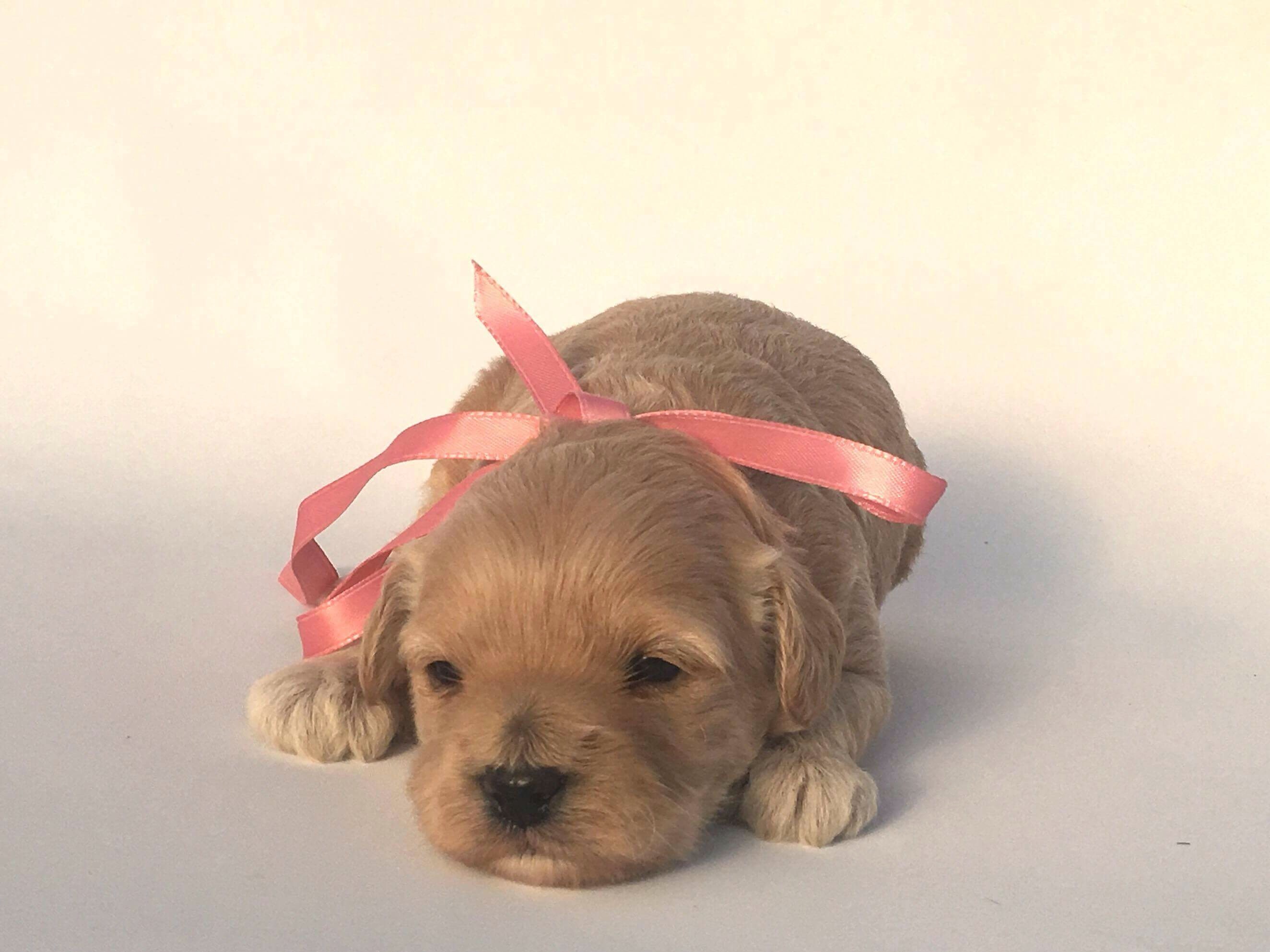 43 Best Images Puppies For Sale Rochester Ny German Shepherd Puppies