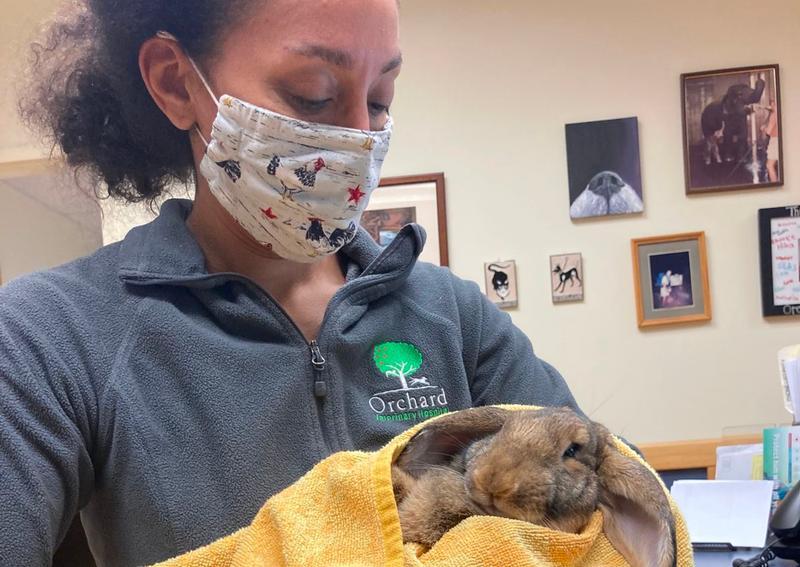 Orchard Veterinary Hospital South Burlington veterinarians