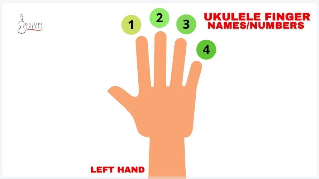 Basic Ukulele Chords Easy and BeginnerFriendly! Orchestra Central