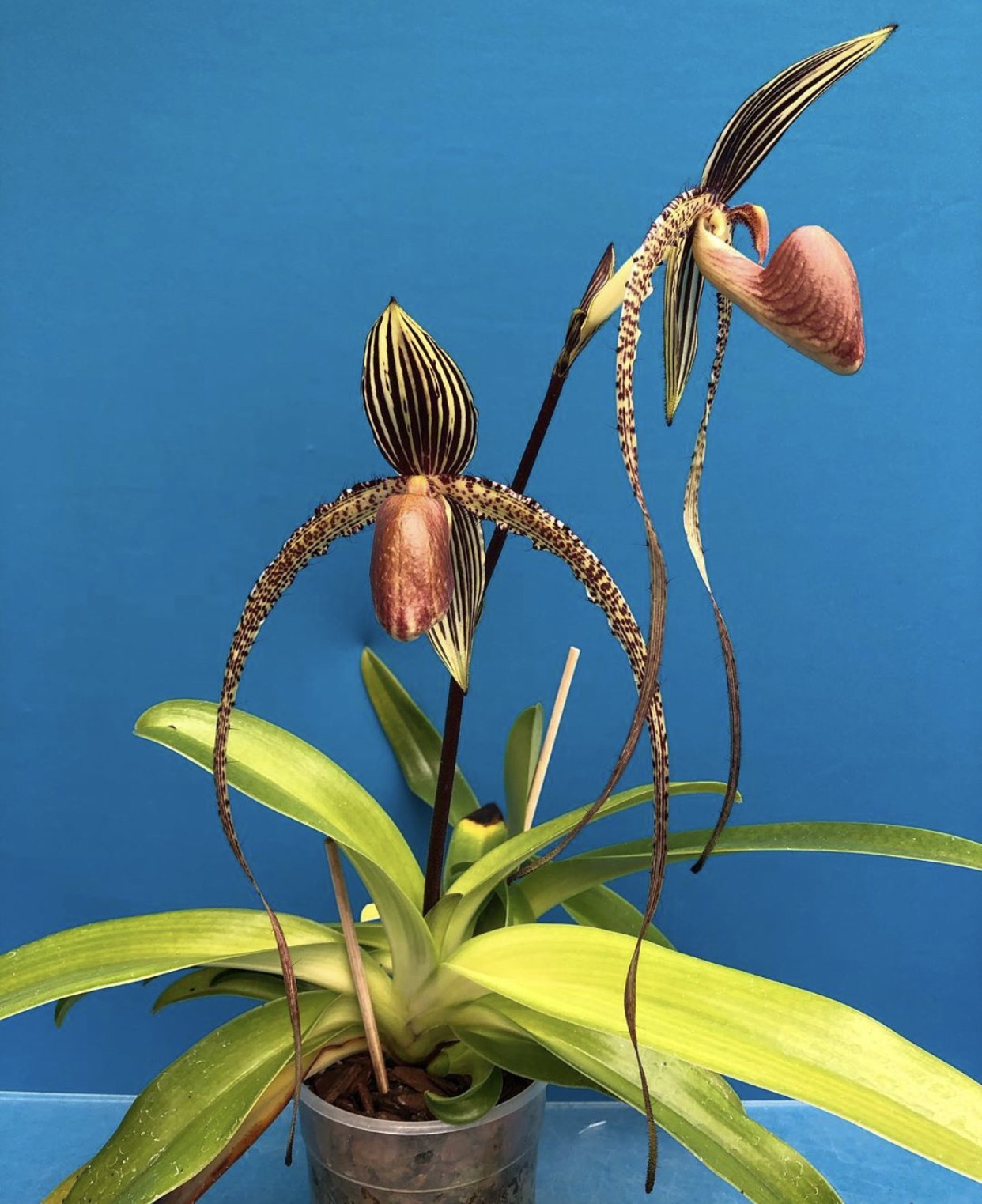 Botanical orchids Paphiopedilum prince edward of york Orchidable
