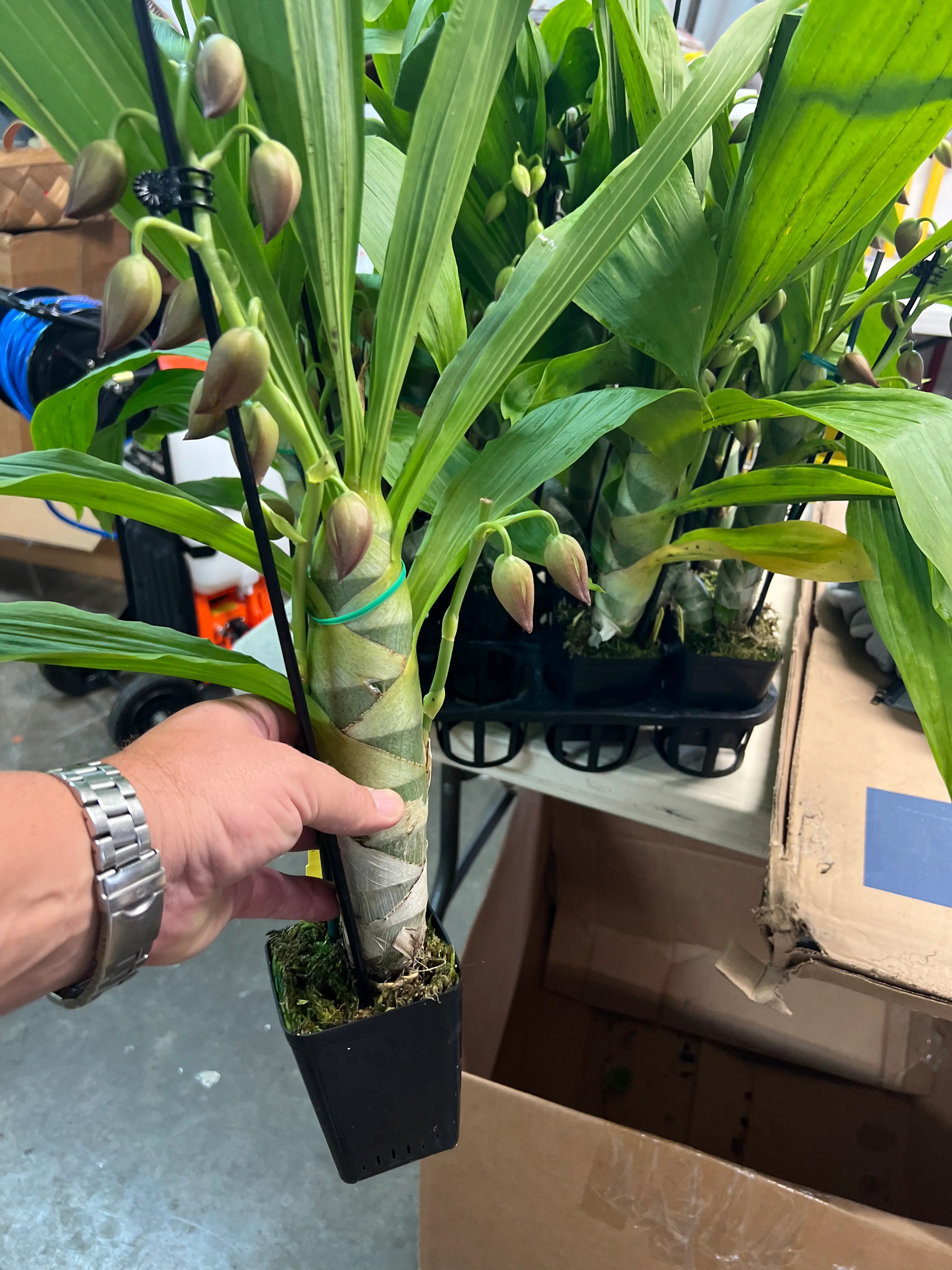 Cycnodes Taiwan Gold 'Orange' Monster Plants!( in flower as shown