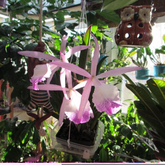 Bc. Jairak Kiku OrchidDream