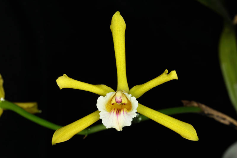 Cattleya xanthina Orchidee.de