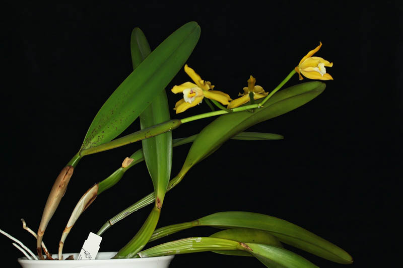Cattleya xanthina Orchidee.de