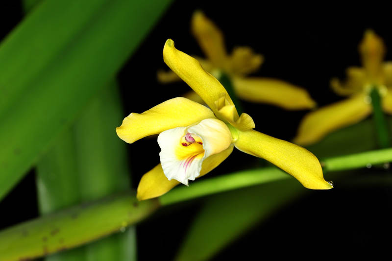 Cattleya xanthina Orchidee.de