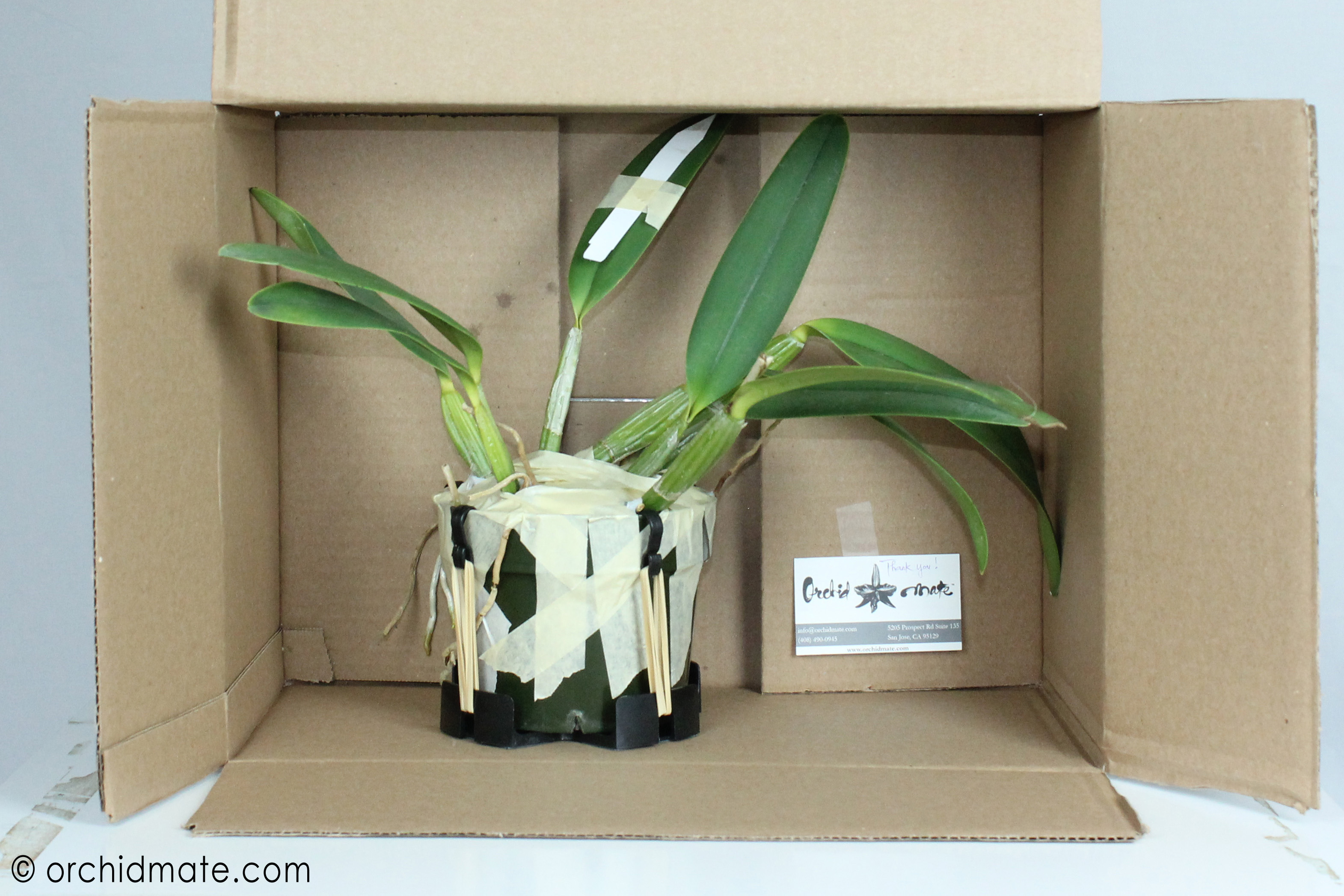 Products Orchidmate Orchid Supplies