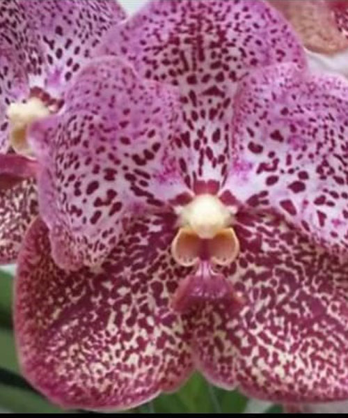 Buy Orchid Plants Online Purchase Orchid Plants Online Thodupuzha