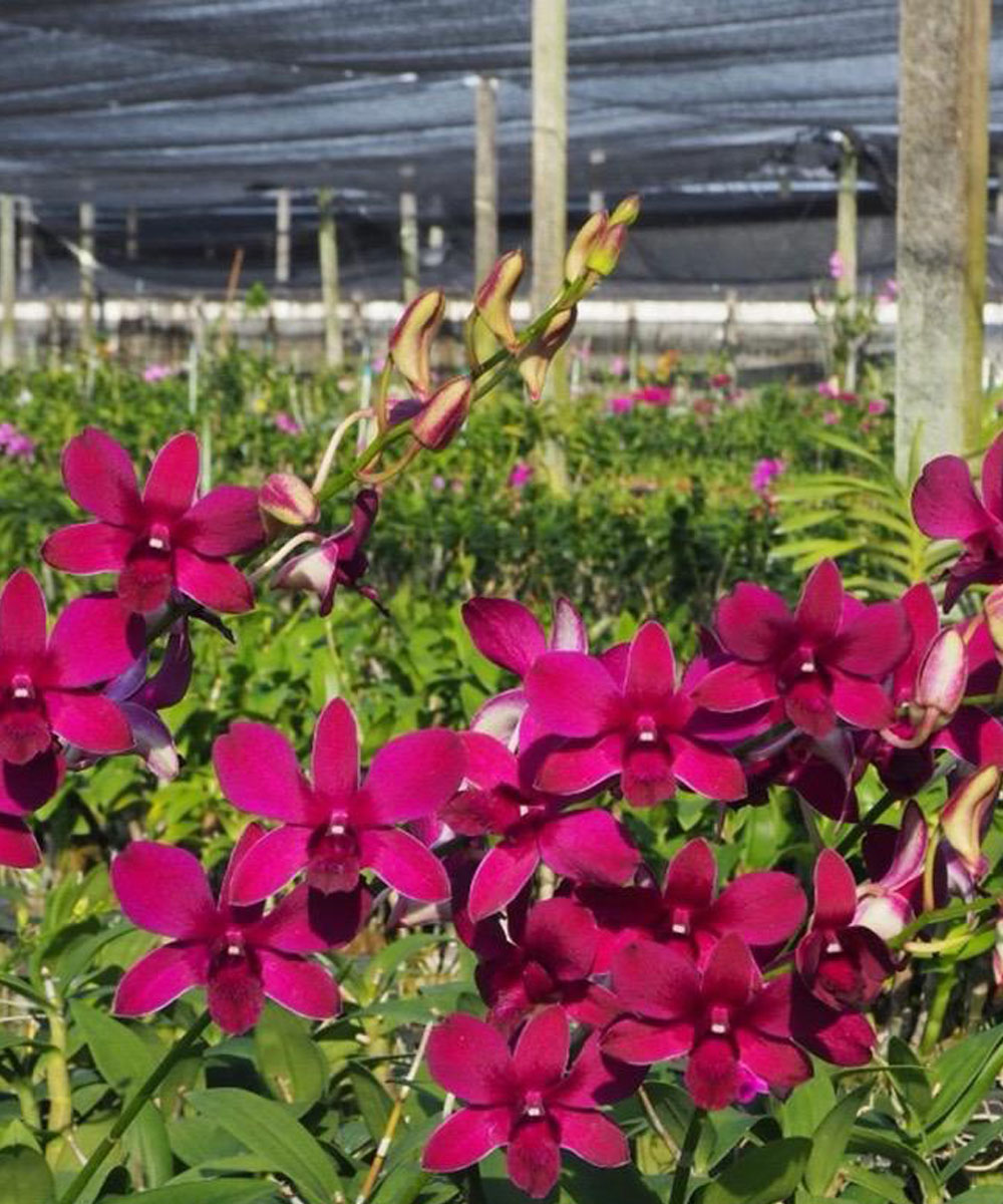 Buy Orchid Plants Online Purchase Orchid Plants Online Thodupuzha