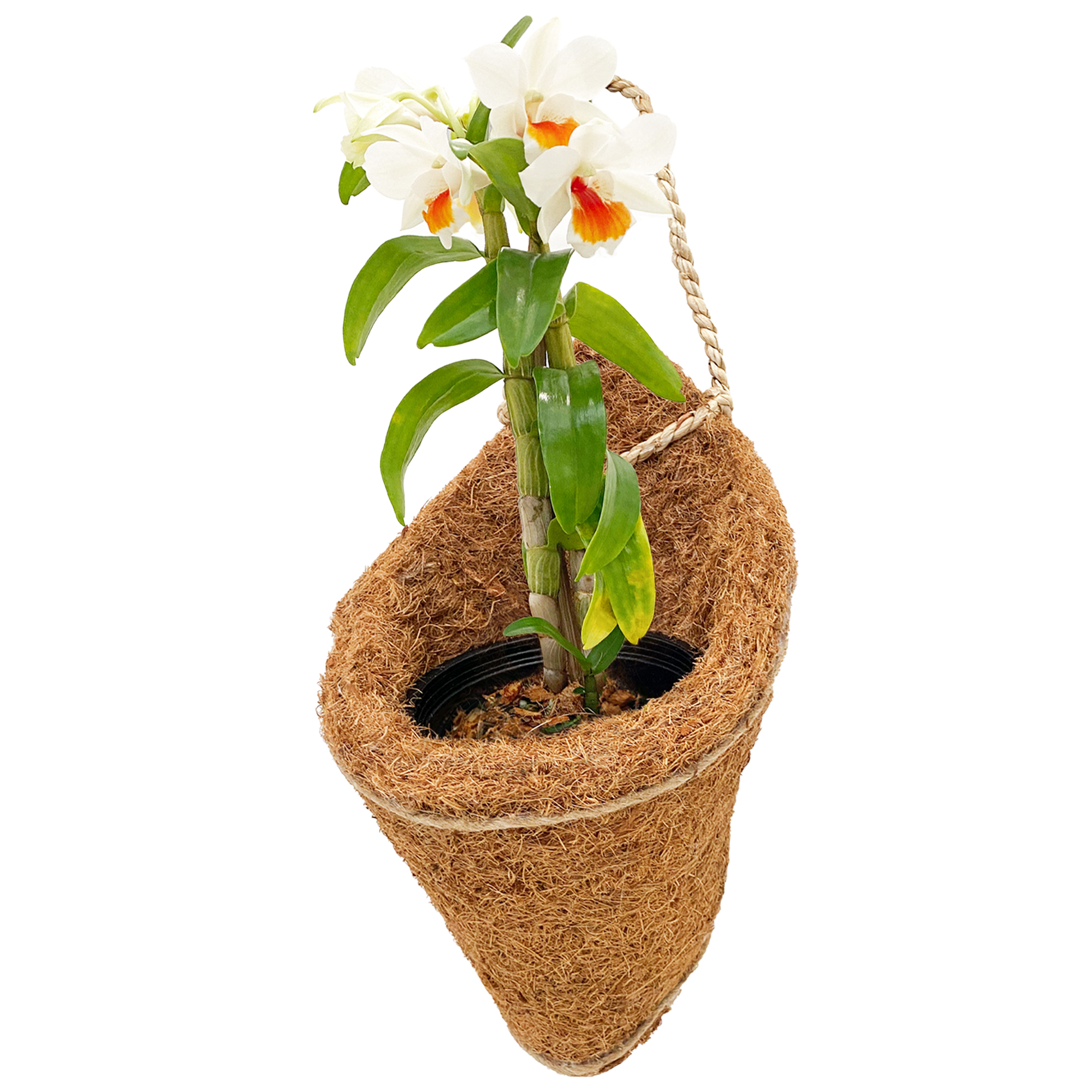 6” Patio Hanging Basket – orchidtect.com
