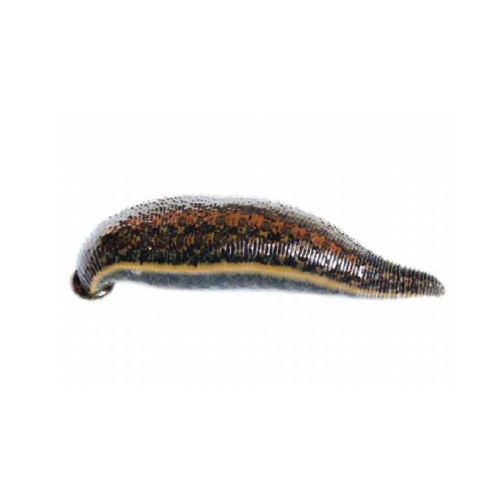 Southern Medicinal Leeches Hirudo Verbana Size XL Orderleeches.eu