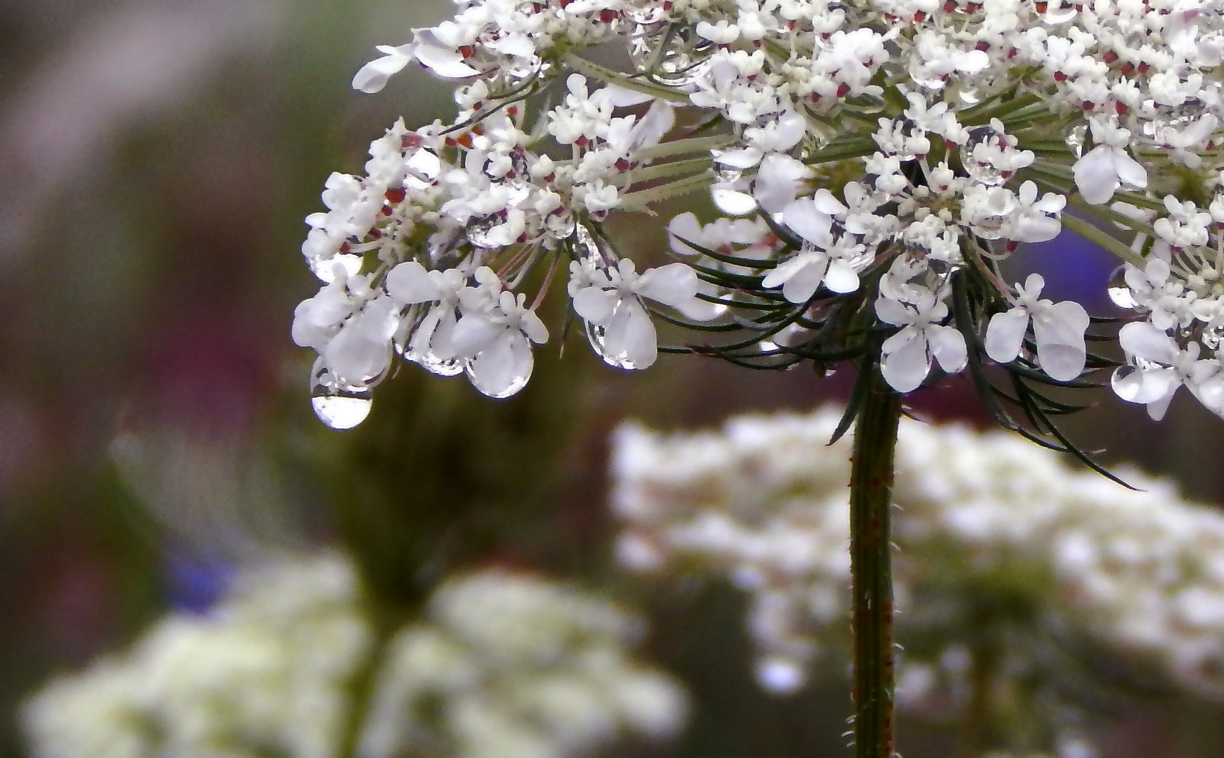 White canopy – Ordinary Handsome