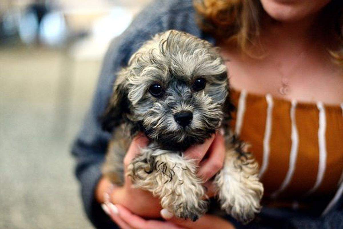 Purchasing Puppies For Sale Online Orefrontimaging